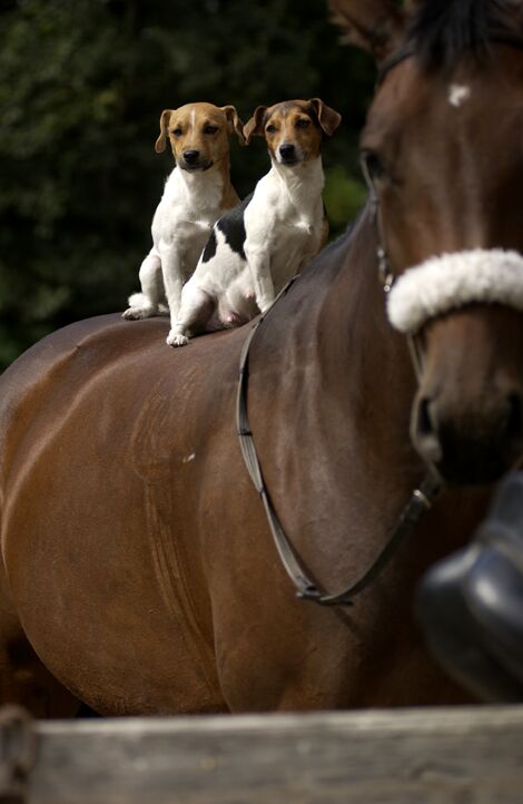 PACIK & SIKY FOX HONTING JACK KENNEL & KUTYK & STB